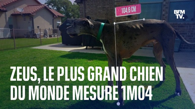 Zeus, un dogue allemand, est le plus grand chien du monde