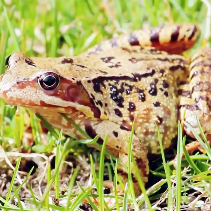 Amazing Sound of familiar animals: elephant, cow, horse, duck, chicken, cat - Animal Sounds