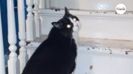 Le chat ramène à son humaine « un cadeau » qui fait hurler 20M de personnes (vidéo)