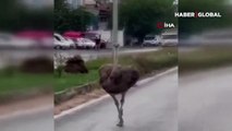 Dikkat! Trafikte deve kuşu var... Köpeklerin saldırısına uğradığı anlar kamerada