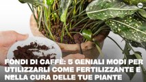 Fondi di caffè: 5 geniali modi per utilizzarli come fertilizzante e nella cura delle tue piante