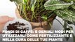 Fondi di caffè: 5 geniali modi per utilizzarli come fertilizzante e nella cura delle tue piante
