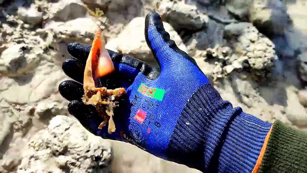 Seafood hunter