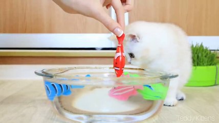 Kitten Coco vs Fishes  ASMR _ Too funny _ Too cute