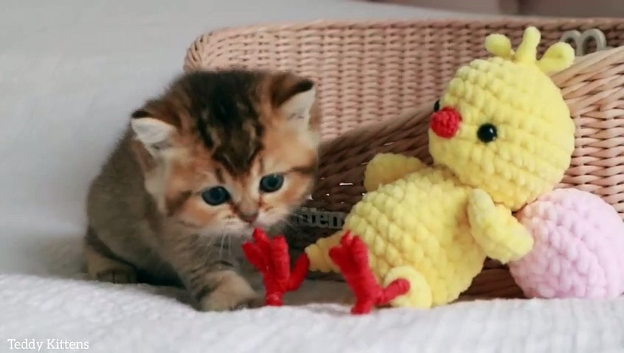 Kitten attacks the Chicken