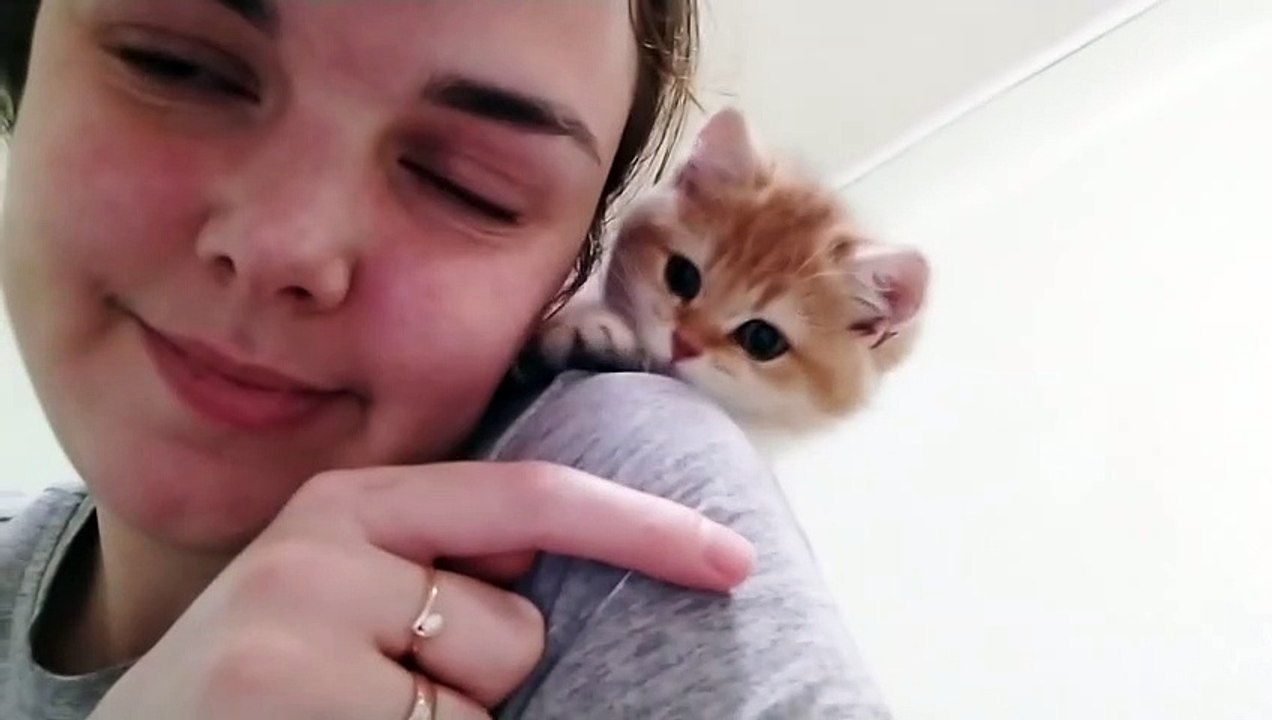 Kitten Attack On the Owner  _ Funny