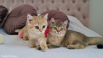 Kitten Monroe meets his sister Toffee