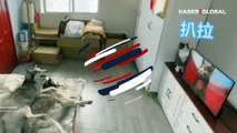Televizyonu düşürüp suçu köpeklere atan kedi kahkahaya boğdu
