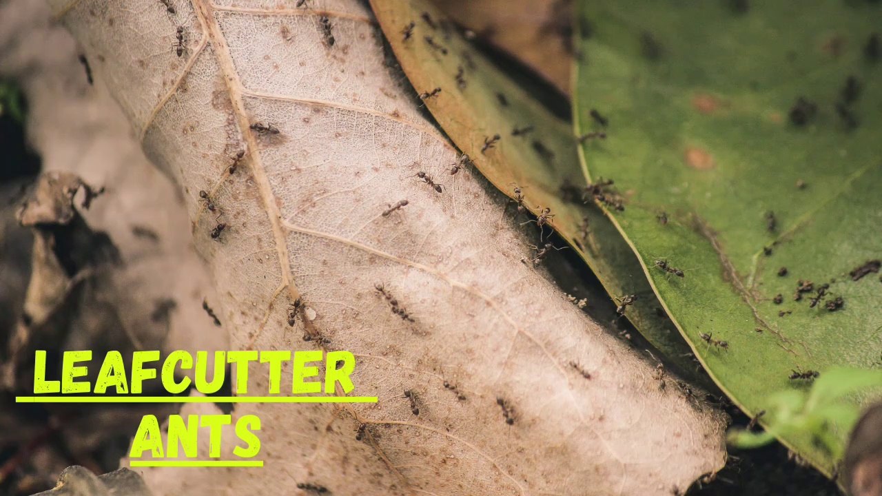 Leafcutter Ants
