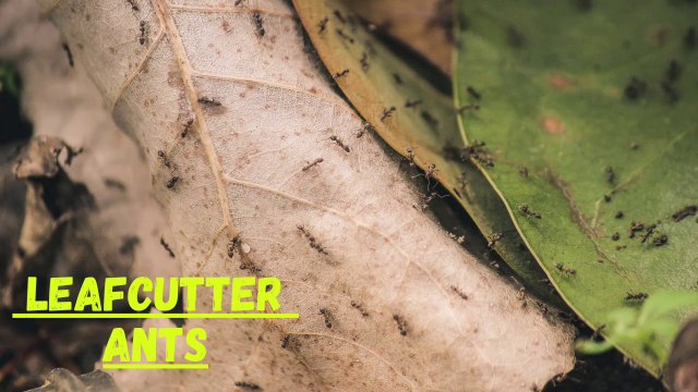 Leafcutter Ants