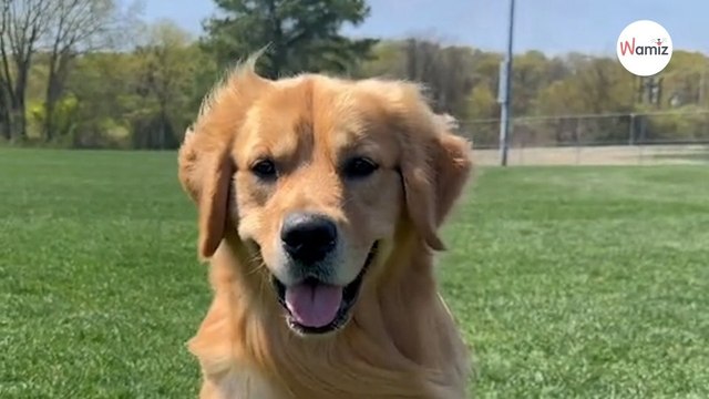Ils hésitent pour le prénom de leur enfant : ils regardent leur toutou et ont l'idée du siècle (vidéo)