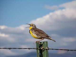 Los Sonidos De Los Pájaros Son Buenos Para La Salud Mental