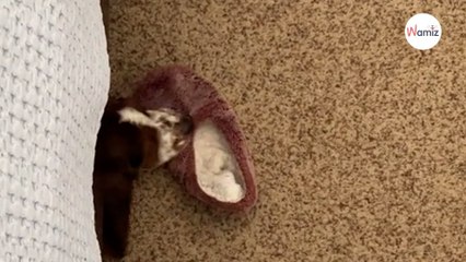 Sa pantoufle disparaît mystérieusement : elle regarde sous le lit et 2,5M de personnes explosent de rire (vidéo)
