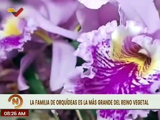 Venezuela celebra el Día de la Flor y del Ave Nacional, símbolos naturales de la patria