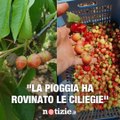 Agricoltore spiega perché le ciliegie costano 8 euro al Kg