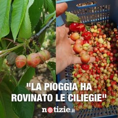 Agricoltore spiega perché le ciliegie costano 8 euro al Kg