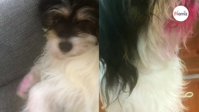 Elle travaille sur son ordinateur, quand elle se retourne et voit son chien elle explose de rire