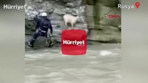 Rusya'da uçurumdan düşen keçi, böyle kurtarıldı