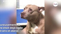 Ce chien filmé en train de pleurer a maintenant la plus belle des vies (Vidéo)