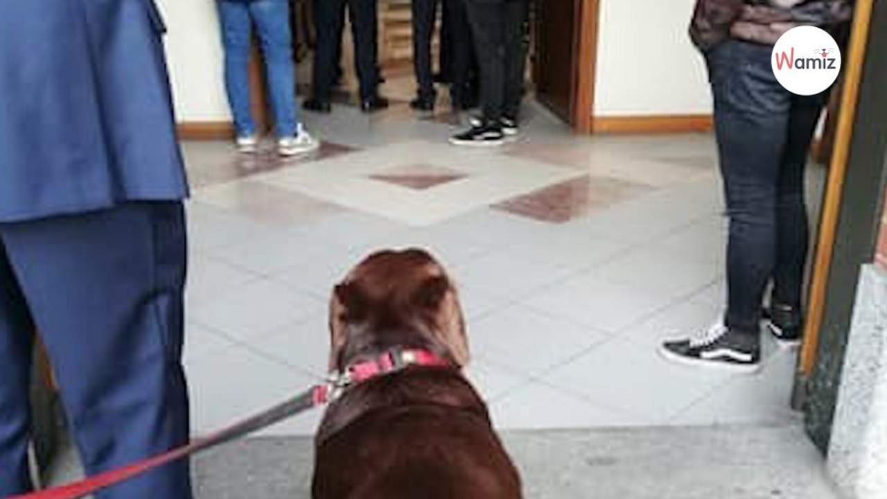 Un prêtre interdit à un chien de participer aux obsèques de son maître : la réaction du toutou suscite l'indignation