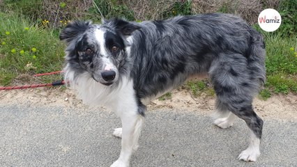 Depuis que son maître est parti en prison, ce chien a aussi été placé derrière une grille et il déprime