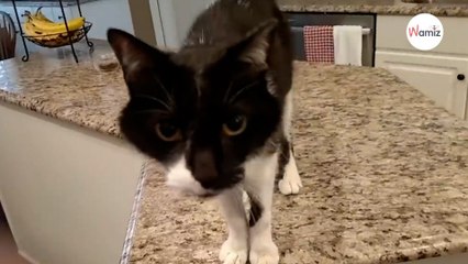 Il entend son chat miauler, n'en croit pas ses oreilles et sort sa caméra (Vidéo)