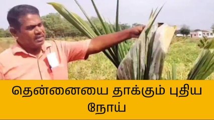 குடுமியான்மலை:தென்னையிணை தாக்கும் புதிய நோய்!