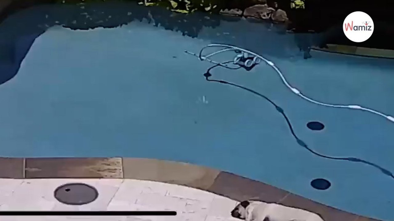 Il regarde la vidéo de surveillance et explose de rire en découvrant ce qu'il se passe près de la piscine !