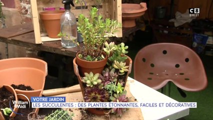 Votre jardin : Les succulentes : Des plantes étonnantes, faciles et décoratives