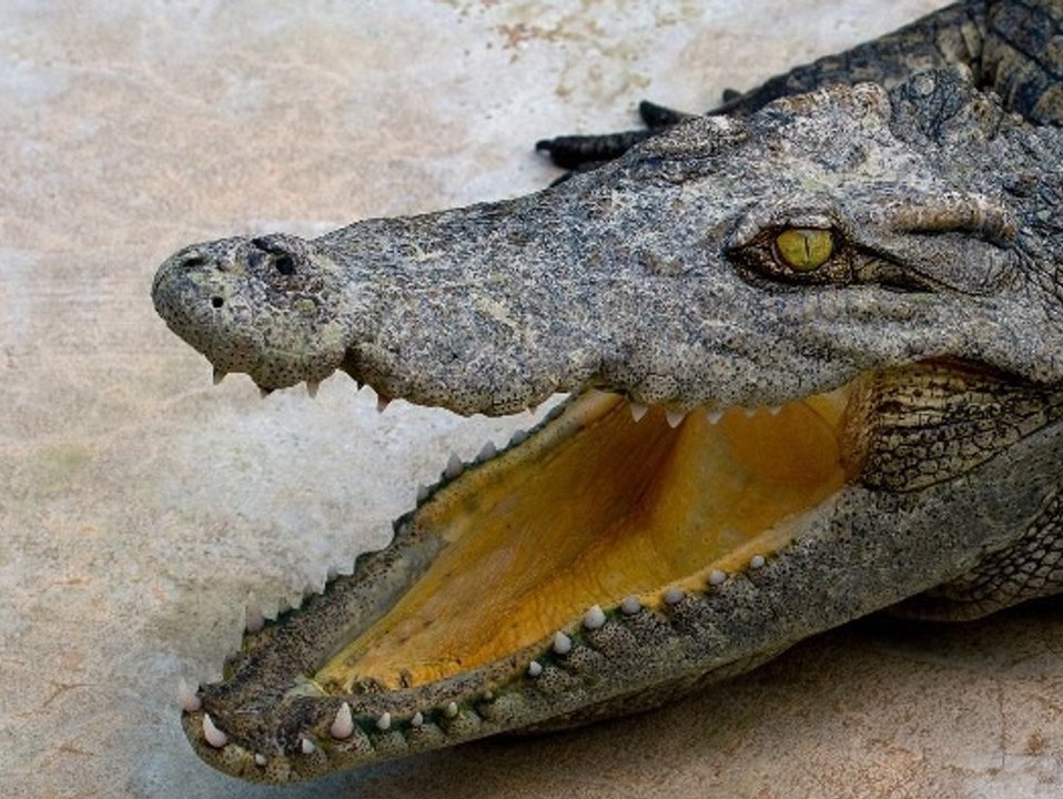 Nach großeinsatz in frankreich: krokodil in der dordogne nur attrappe