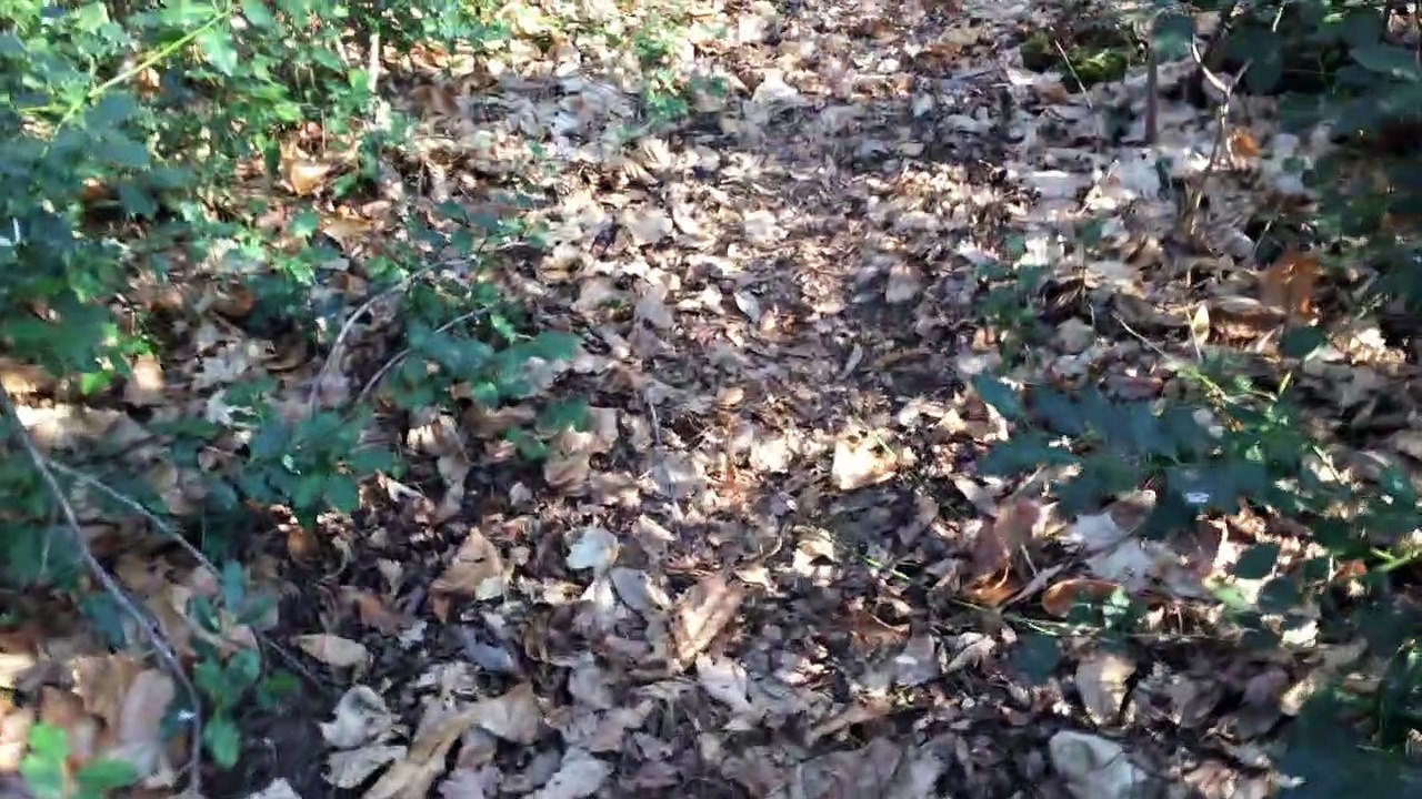 Chronique au bois