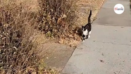 Un facteur réalise sa tournée sous bonne escorte : 470 000 internautes sont sous le charme