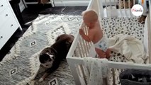 Le bébé se réveille de la sieste : le chien approche et sa réaction laisse sans voix la maman