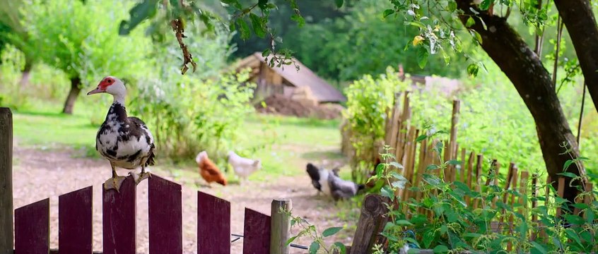 Les Blagues de Toto 2 - classe verte Bande-annonce VF