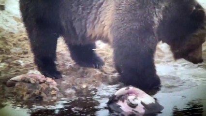 L'ours tombe à travers la glace