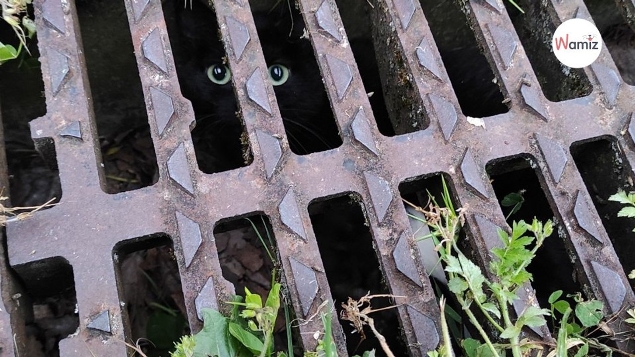 Coincés sous une grille d'égout, cette maman et ses chatons étaient dans une situation complexe
