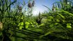 Abejas: última esperanza del planeta | Agave, planta en la que abejas compiten contra murciélagos