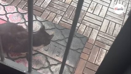 Elle nourrit un chat errant pendant un an, mais un jour, la situation va prendre un grand virage (vidéo)