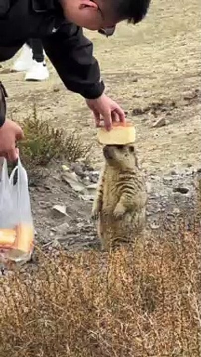 Himalayan Marmot Don't Need Cake | Animals Funny Moments | Cute Pets | Funny Animals #animals #pets