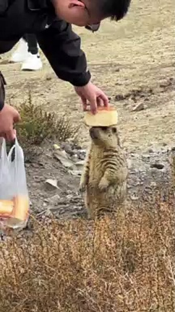 ⁣Himalayan Marmot Don't Need Cake | Animals Funny Moments | Cute Pets | Funny Animals #animals #