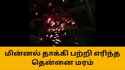 திண்டுக்கல்: மின்னல் தாக்கியதில் பற்றி எரிந்த தென்னை மரம்