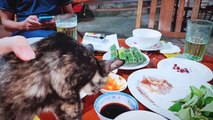 Homeless Cute Kitten Begging Human To Feed Him Squid 2 _ Viral Cat