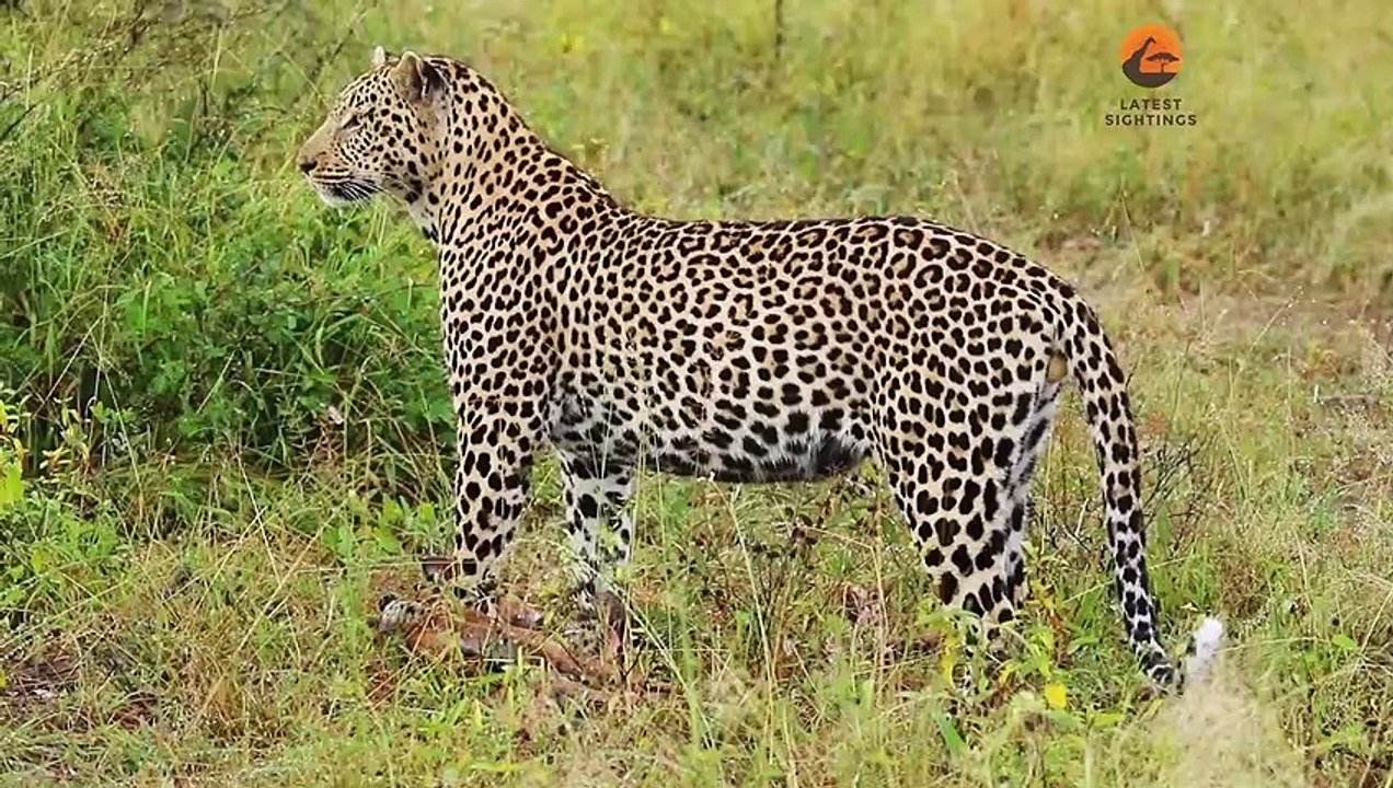 Lamb Cries for Mom to Help Save him frome leopard