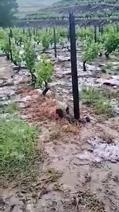 Gelo e chuva destroem vinhas em Castedo do Douro. Eis as imagens