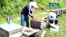 Ana Arı Üretimi Belgeseli - Saf Kafkas ve Orta Anadolu Ana Arıları