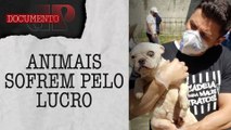 Compra de cães e gatos de raça pode alimentar um mercado de maus tratos | DOCUMENTO JP