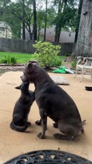 Cat Gives Dog A Neck Massage