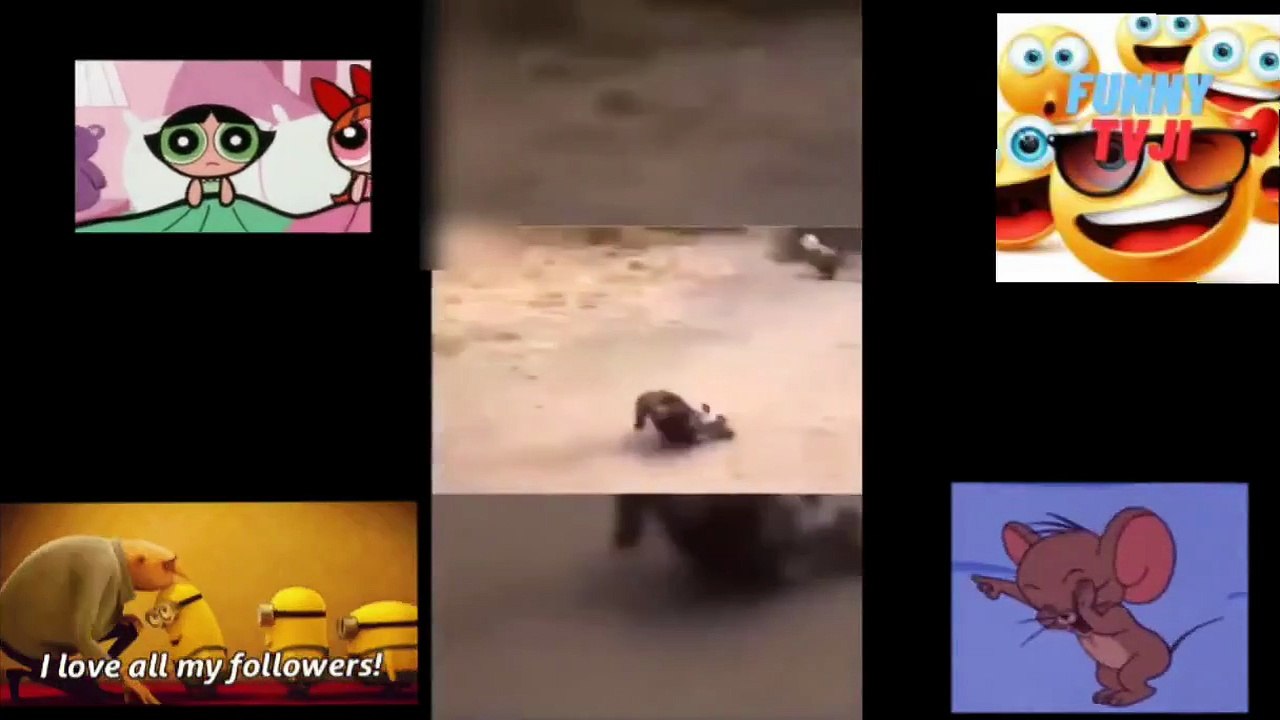 FUNNY VIDEOS 66