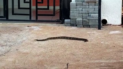 Cobra Jararaca é capturada no Floresta