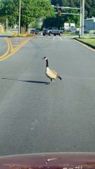 Goose Family Cross Street